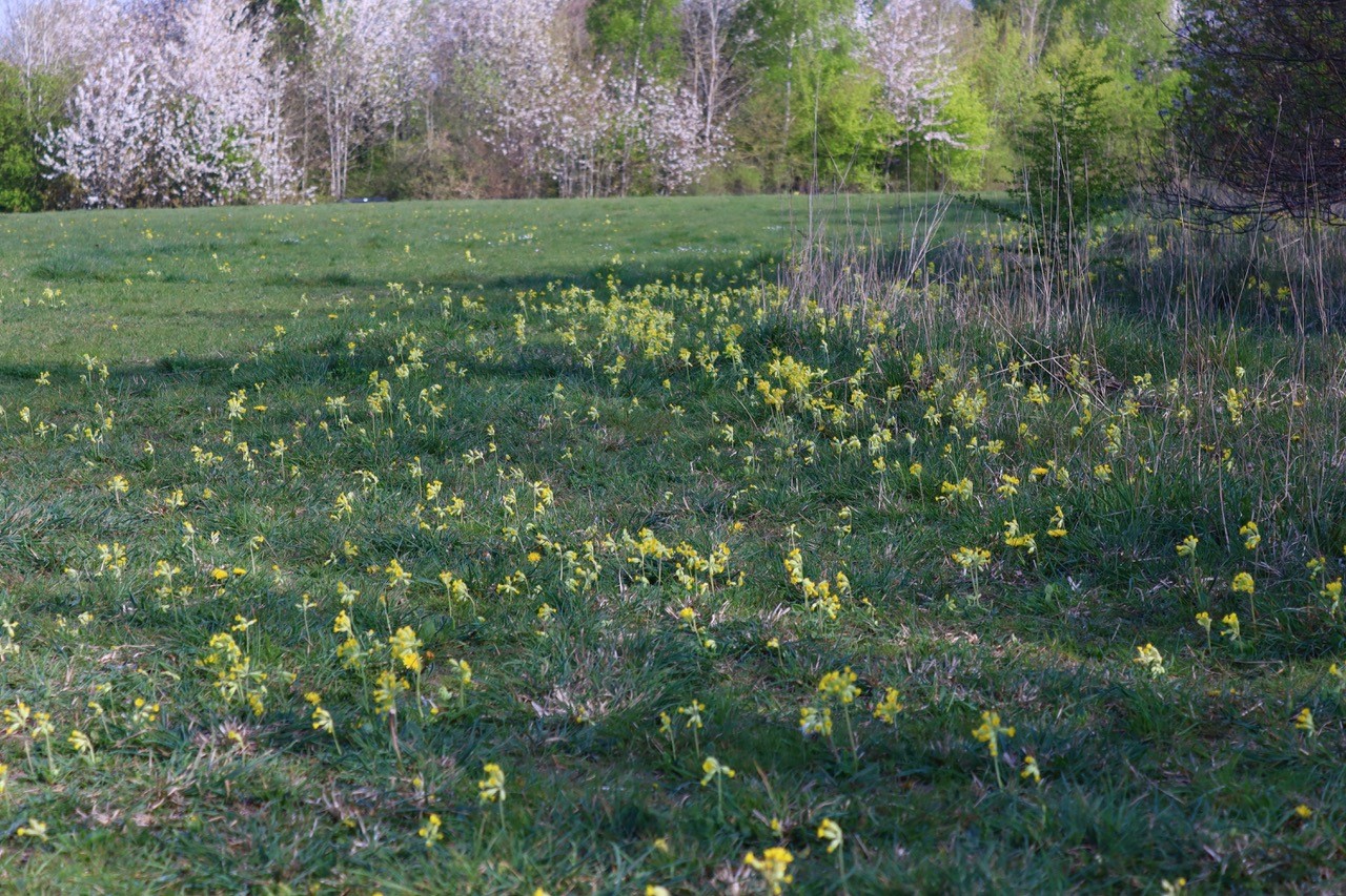 Jersey Farm Woodland Park